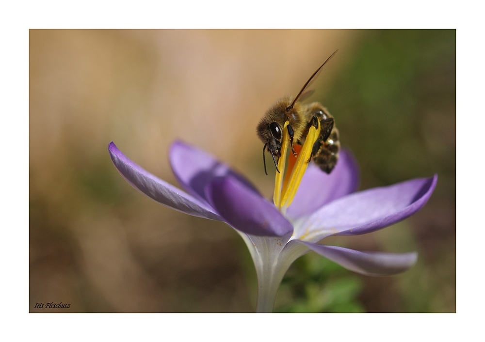 Noch ein Bienchen...