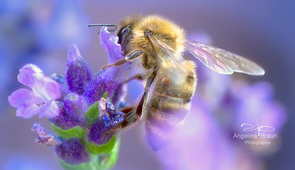 noch ein bienchen...