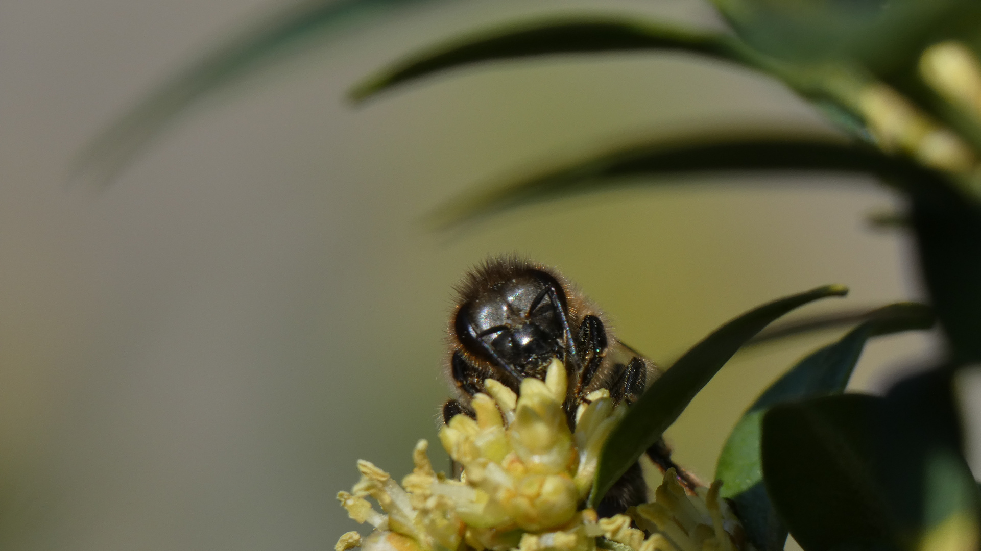 Noch ein Bienchen - diesmal von vorne...