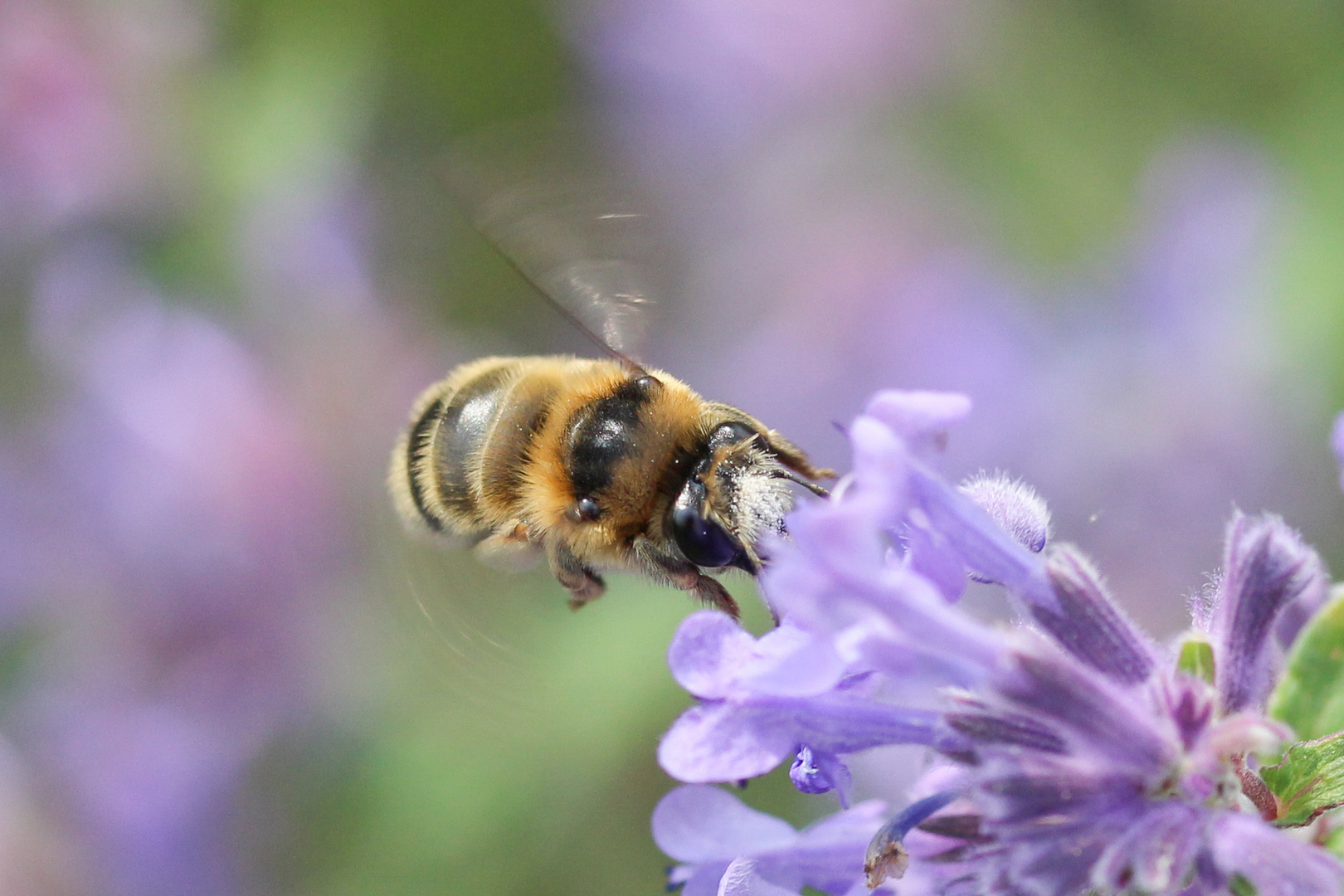 noch ein Bienenmakro