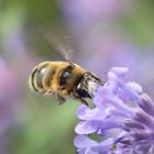 noch ein Bienenmakro