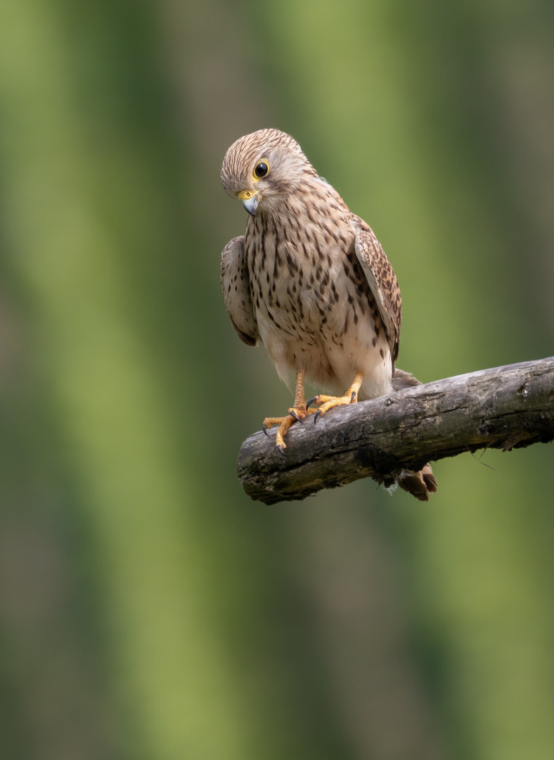 Noch ein Bild der jungen neugierigen Dame 