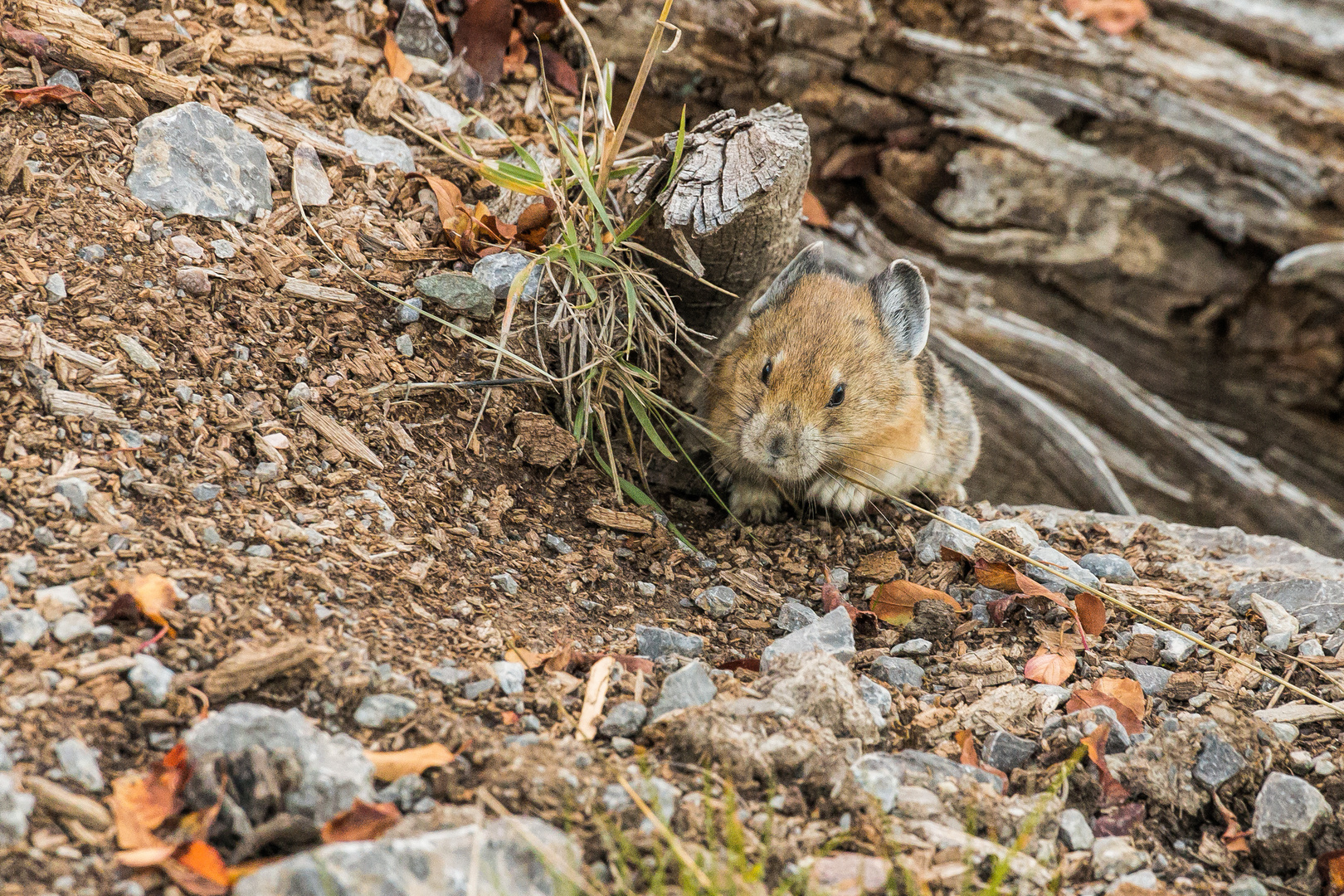 Noch ein Bild eines Pikas (Pfeifhase)