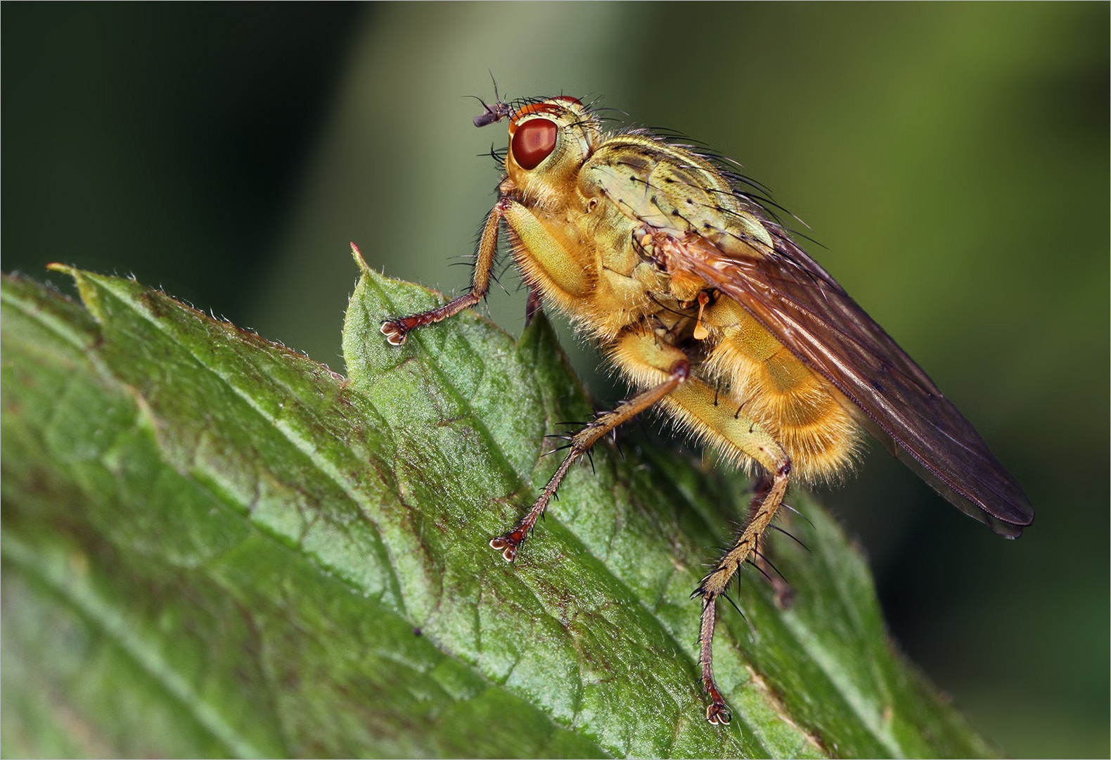 Noch ein Bild. Einfach eine Fliege.