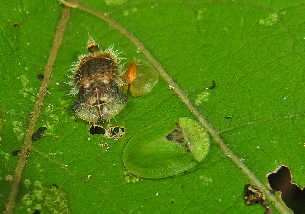 noch ein Bild mit Käfer