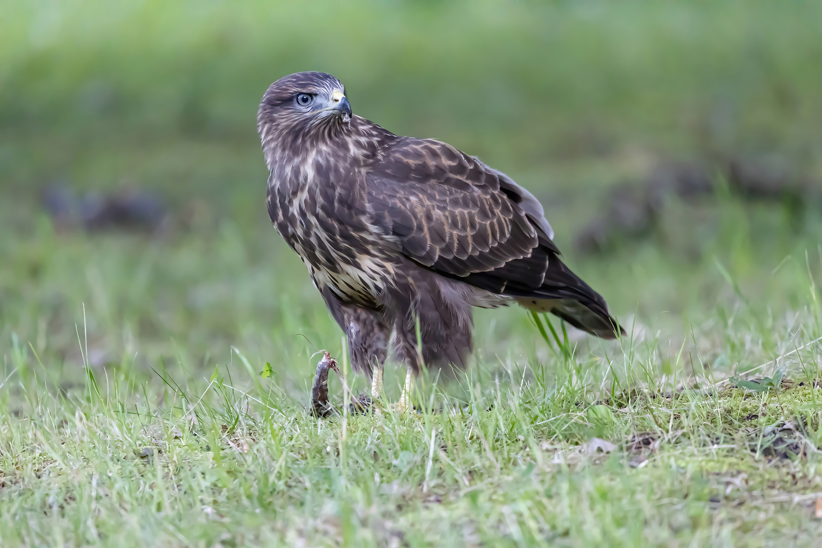 Noch ein Bild von dem Jungbussard