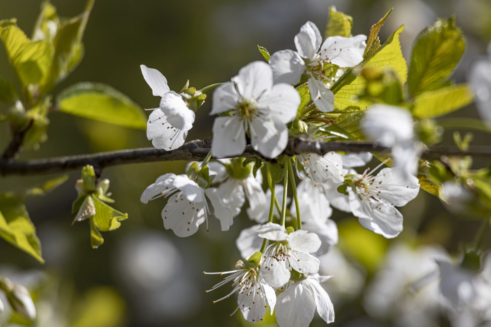 Noch ein Bild von dem kleinen Kirschbaum im Wald