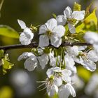 Noch ein Bild von dem kleinen Kirschbaum im Wald