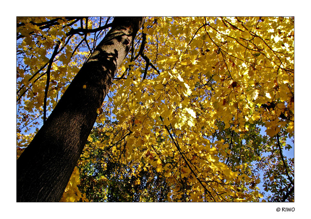 noch ein Bild von den Herbstfarben zum Glück sind noch Blätter auf den Bäumen ............