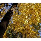 noch ein Bild von den Herbstfarben zum Glück sind noch Blätter auf den Bäumen ............