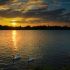 Noch ein bisschen die Abendsonne auf dem Rhein genießen