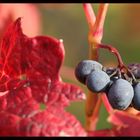 Noch ein bisschen Farbe vom letzten Herbst