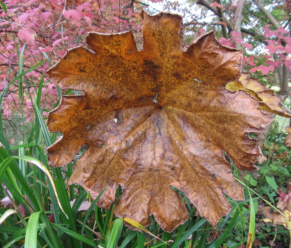 noch ein bißchen Herbst