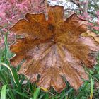 noch ein bißchen Herbst