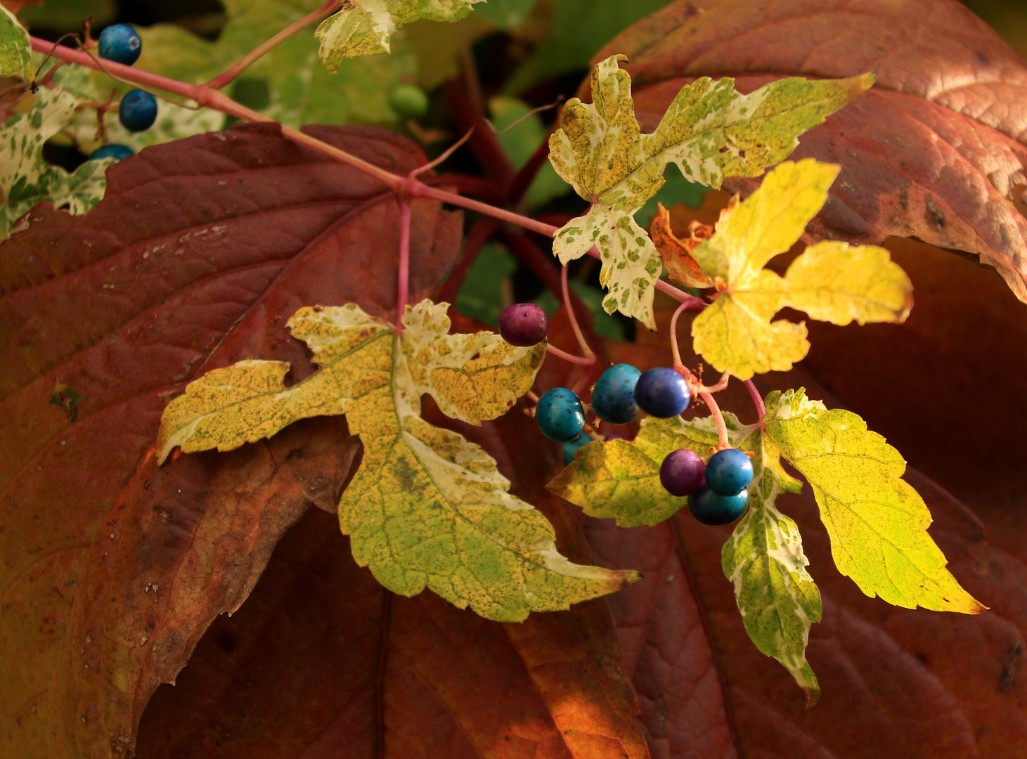 noch ein bisschen Herbst ...