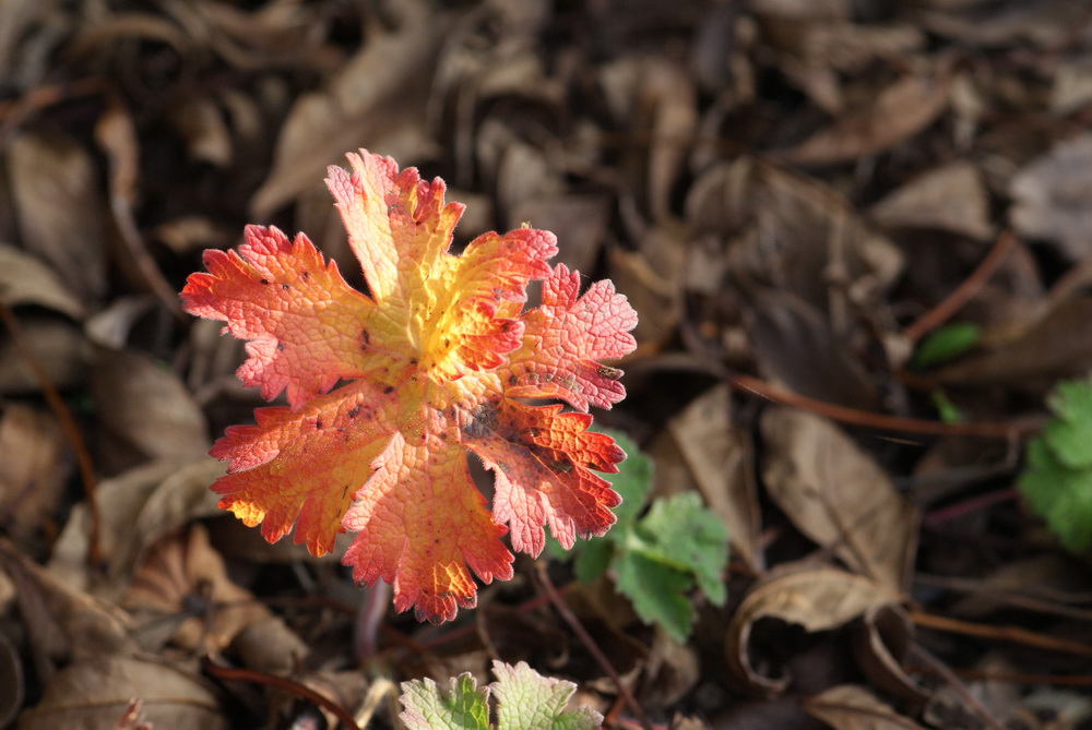 Noch ein bisschen Herbst...