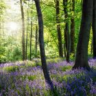 noch ein bisschen Hyazinthenwald