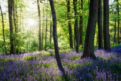 noch ein bisschen Hyazinthenwald