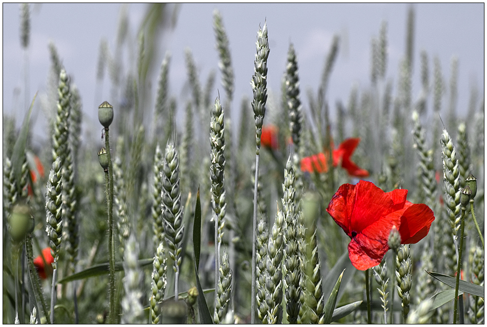 noch ein bisschen Mohn