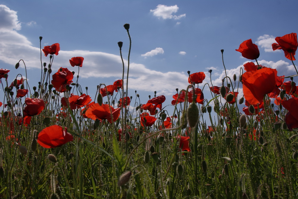 Noch ein bisschen Mohn...