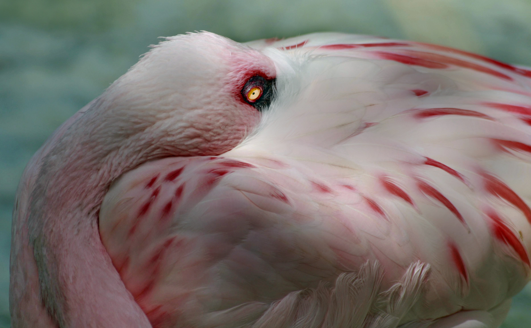 noch ein bisschen schlummern.....dachte der Flamingo