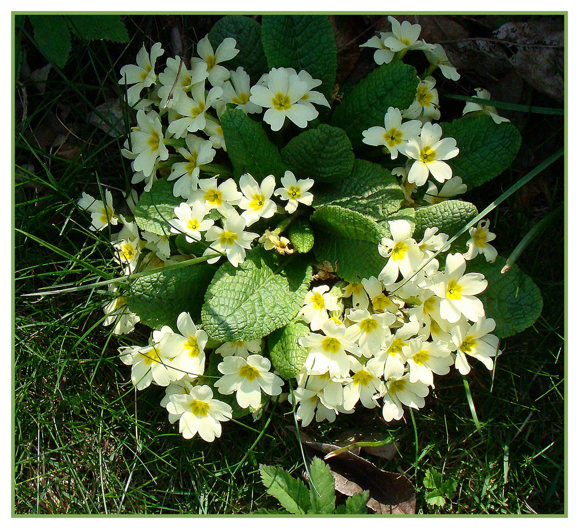 Noch ein bisschen warten - dann ist er da - der FRÜHLING! lg an alle buddies