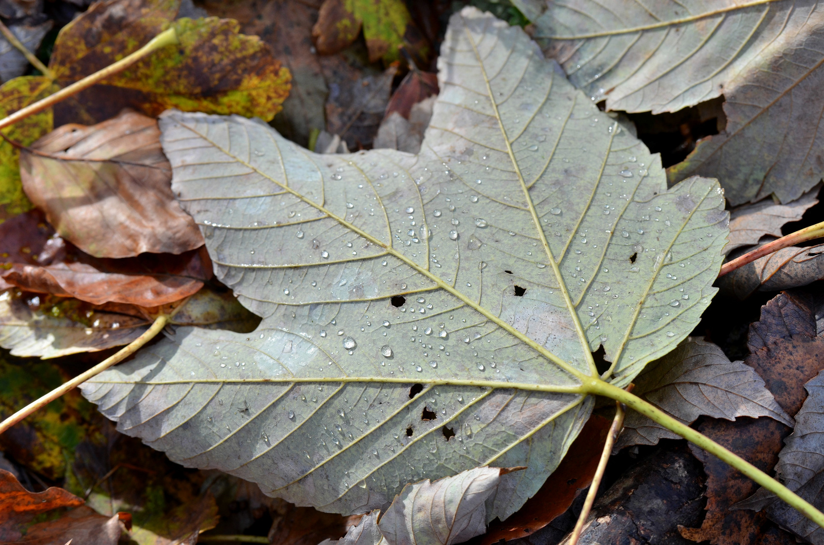 Noch ein Blatt