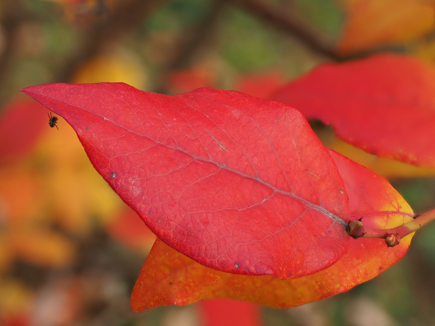 Noch ein Blatt, aber nicht nur Blatt