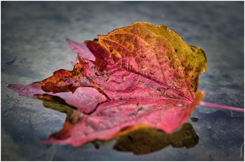 noch ein Blatt im Wasser