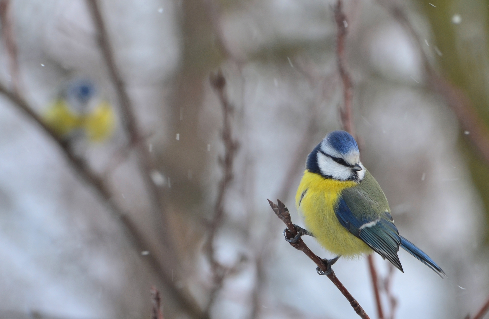 noch ein Blaue Meise