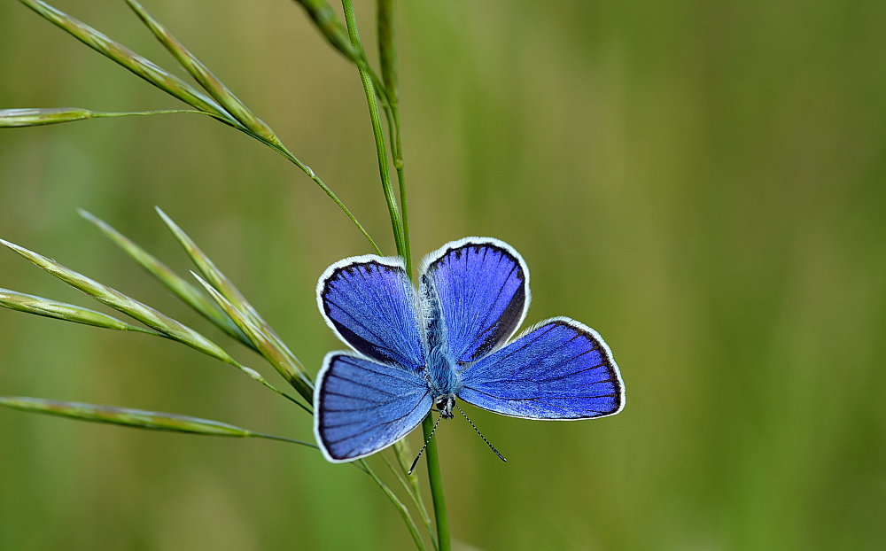 Noch ein Blauer