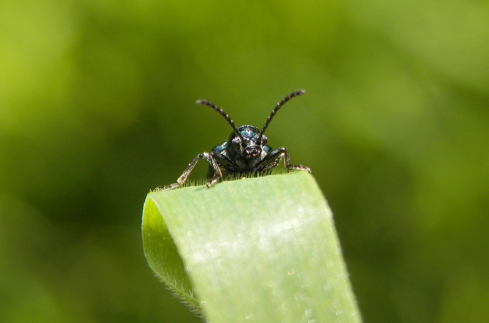 Noch ein Blaues Grashähnchen (Oulema gallaeciana) - Frontalansicht