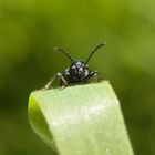 Noch ein Blaues Grashähnchen (Oulema gallaeciana) - Frontalansicht