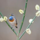 Noch ein Blaukehlchen