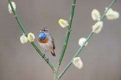 Noch ein Blaukehlchen