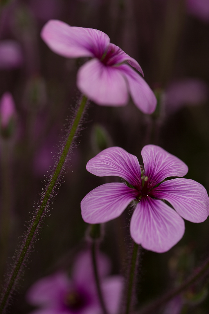 Noch ein Blümchen 