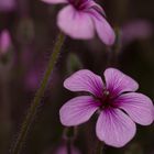 Noch ein Blümchen 