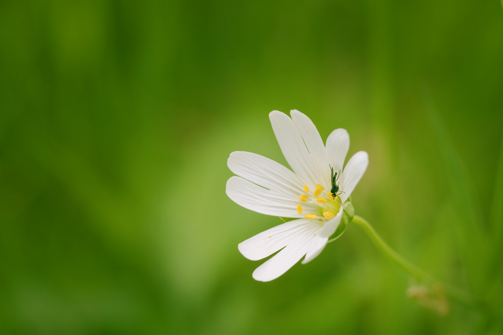 Noch ein Blümchen