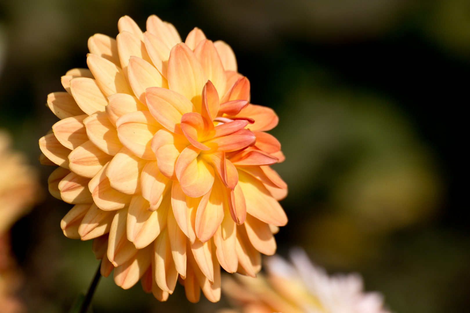 Noch ein Blümchen