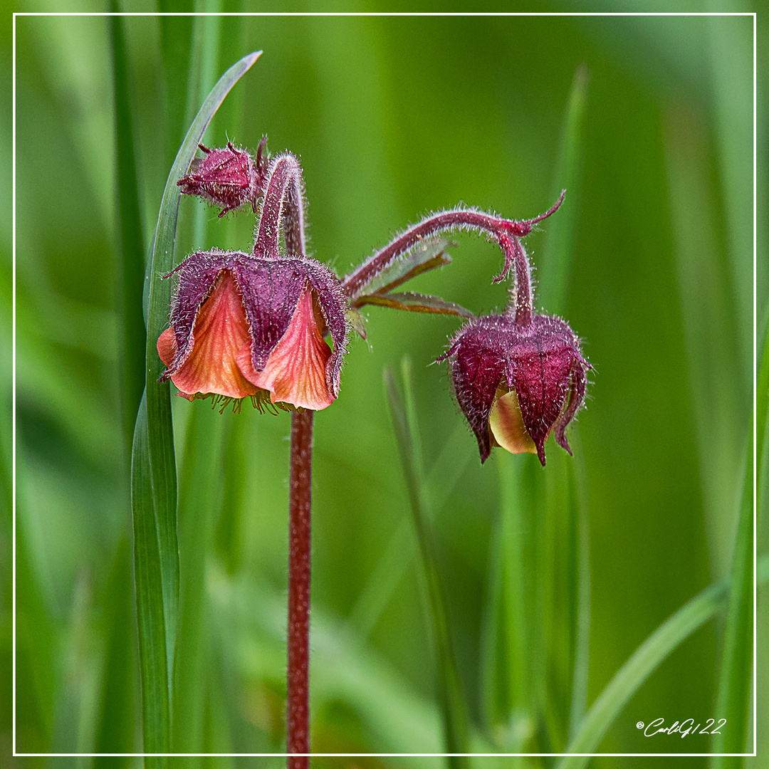 Noch ein Blümchen ..