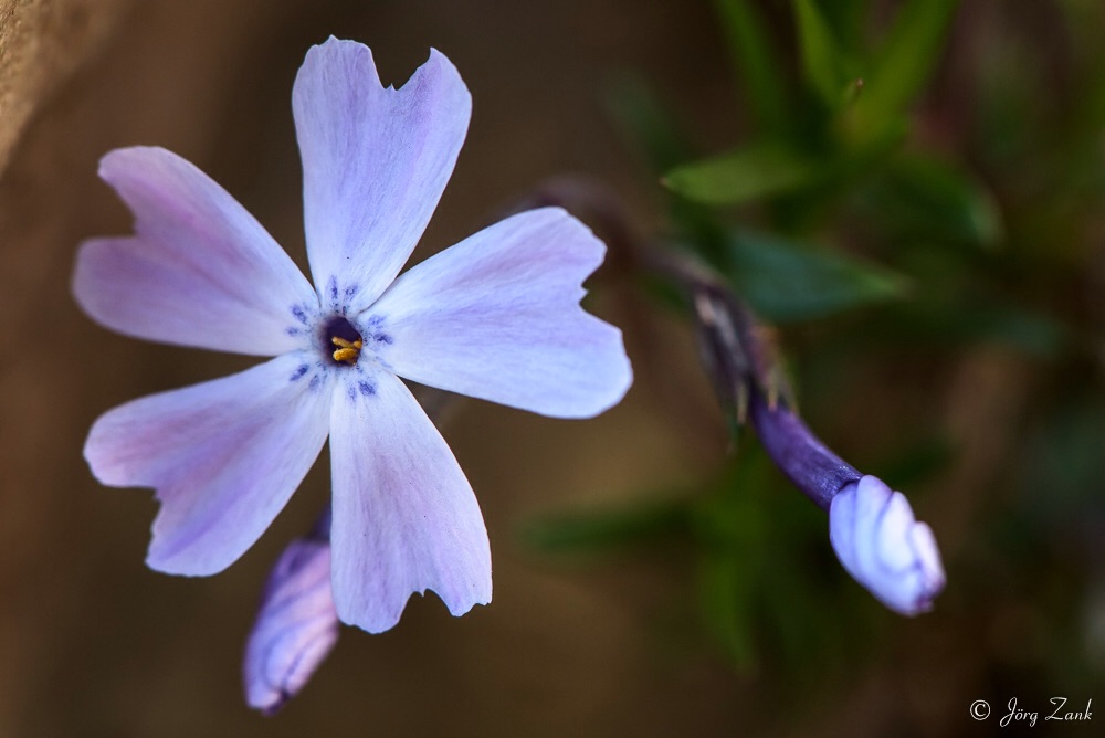 Noch ein Blümchen