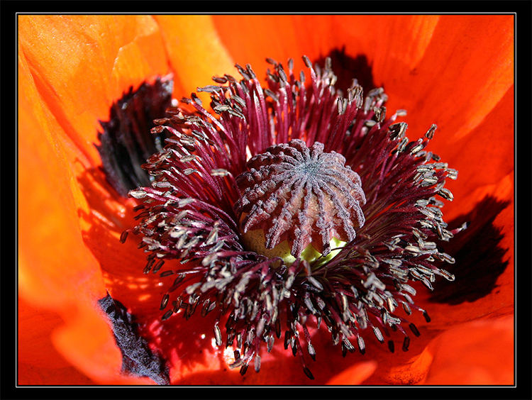 Noch ein Blümchen...