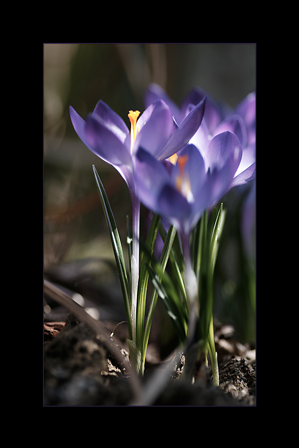 noch ein Blümchen