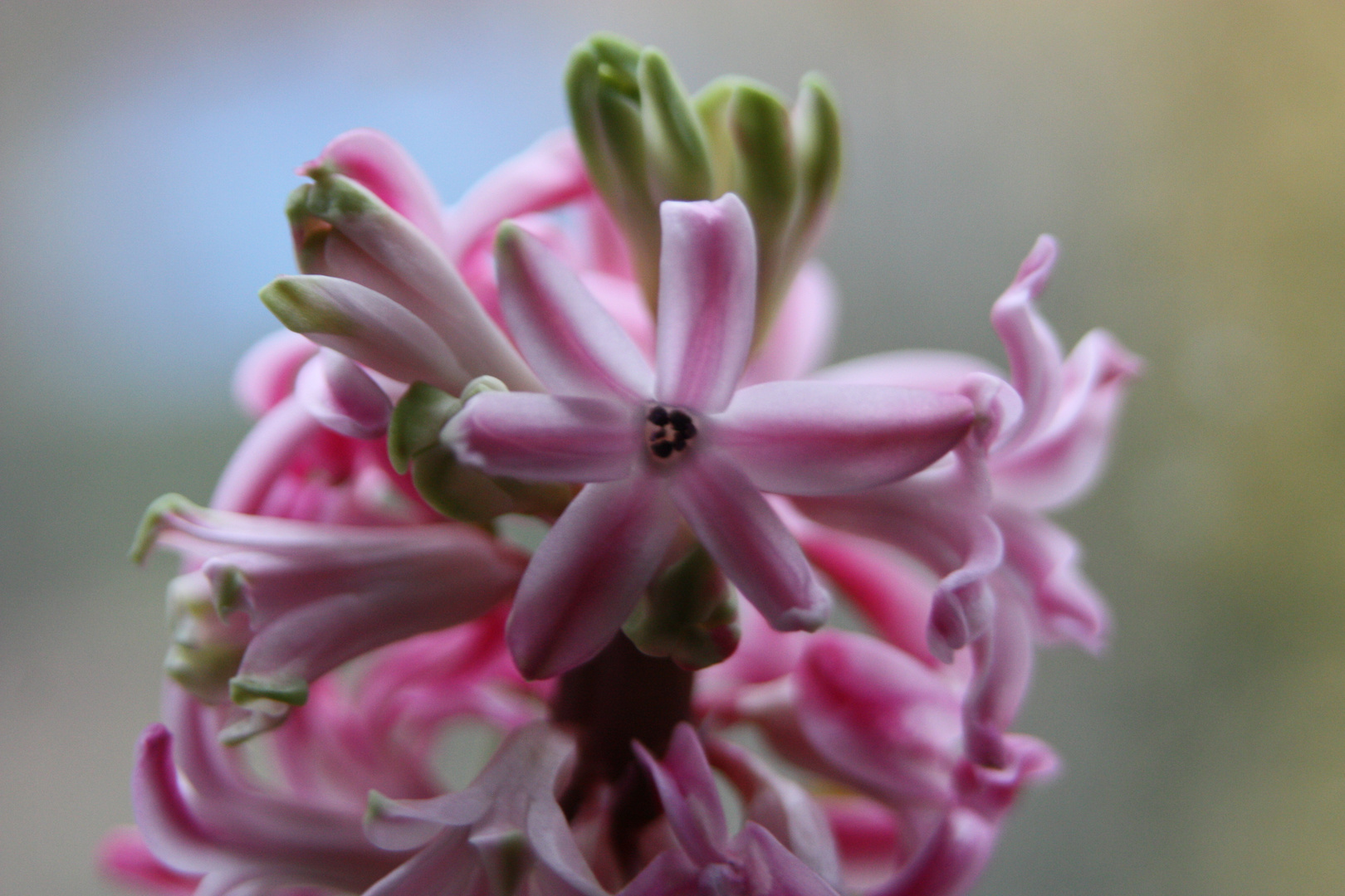 Noch ein Blümchen