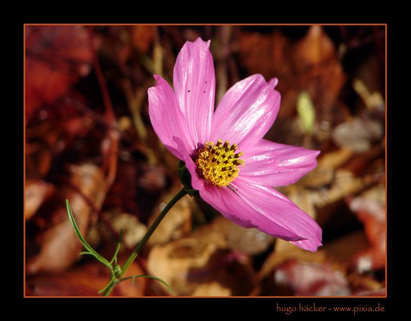 ...noch ein Blümchen...