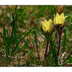 noch ein Blümchen...........