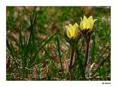 noch ein Blümchen...........