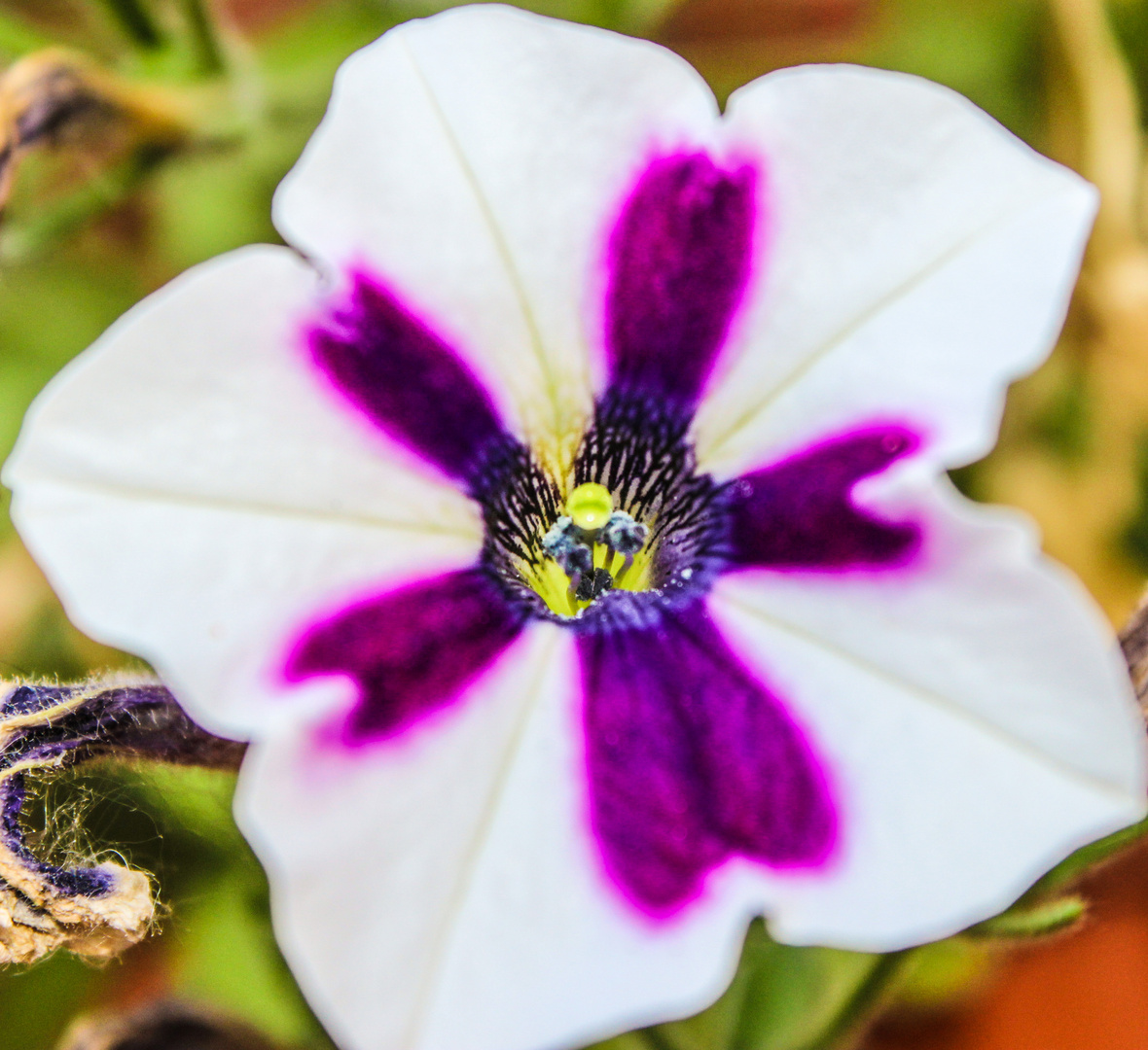 Noch ein Blümchen