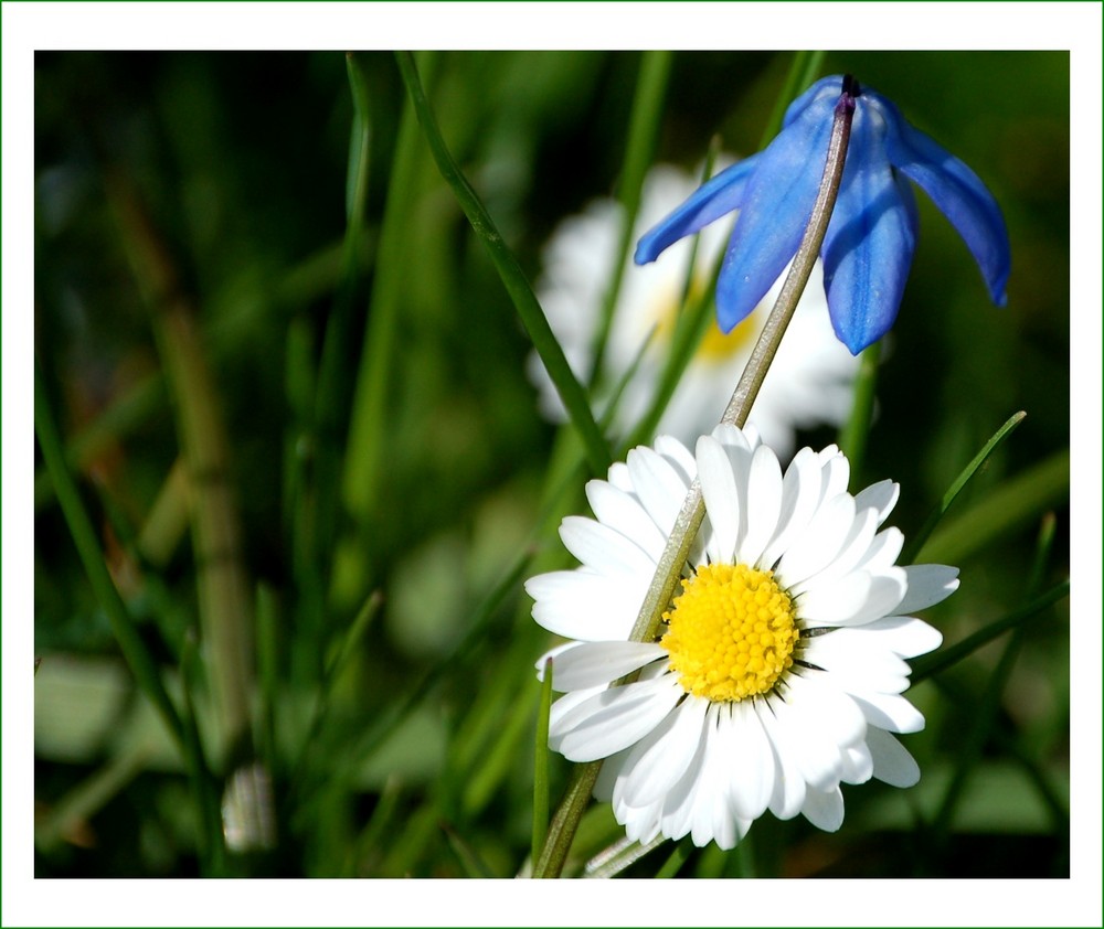 Noch ein Blümchen