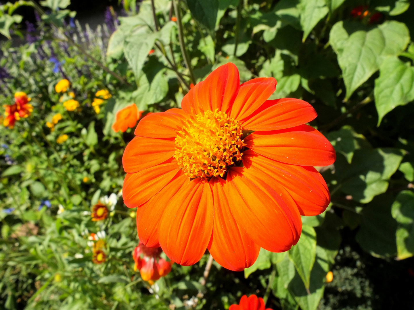 noch ein Blümchen